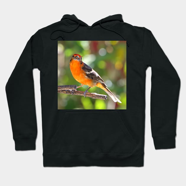 Baltimore Oriole Hoodie by Carole-Anne